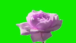 blooming happy flowers cartoon animated cartoon green screen video for youtubers.