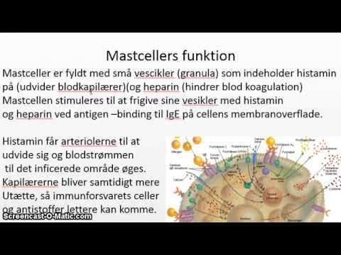 Video: Monocytter Høy: Hva Betyr Det Hvis Monocytter Blir Forhøyet?