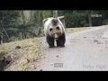 Begegnung mit dem Bären ORF Südtirol heute