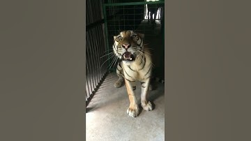 Thumbnail of Tiger roar l Roar of Tiger l Tiger l Roar l Growl