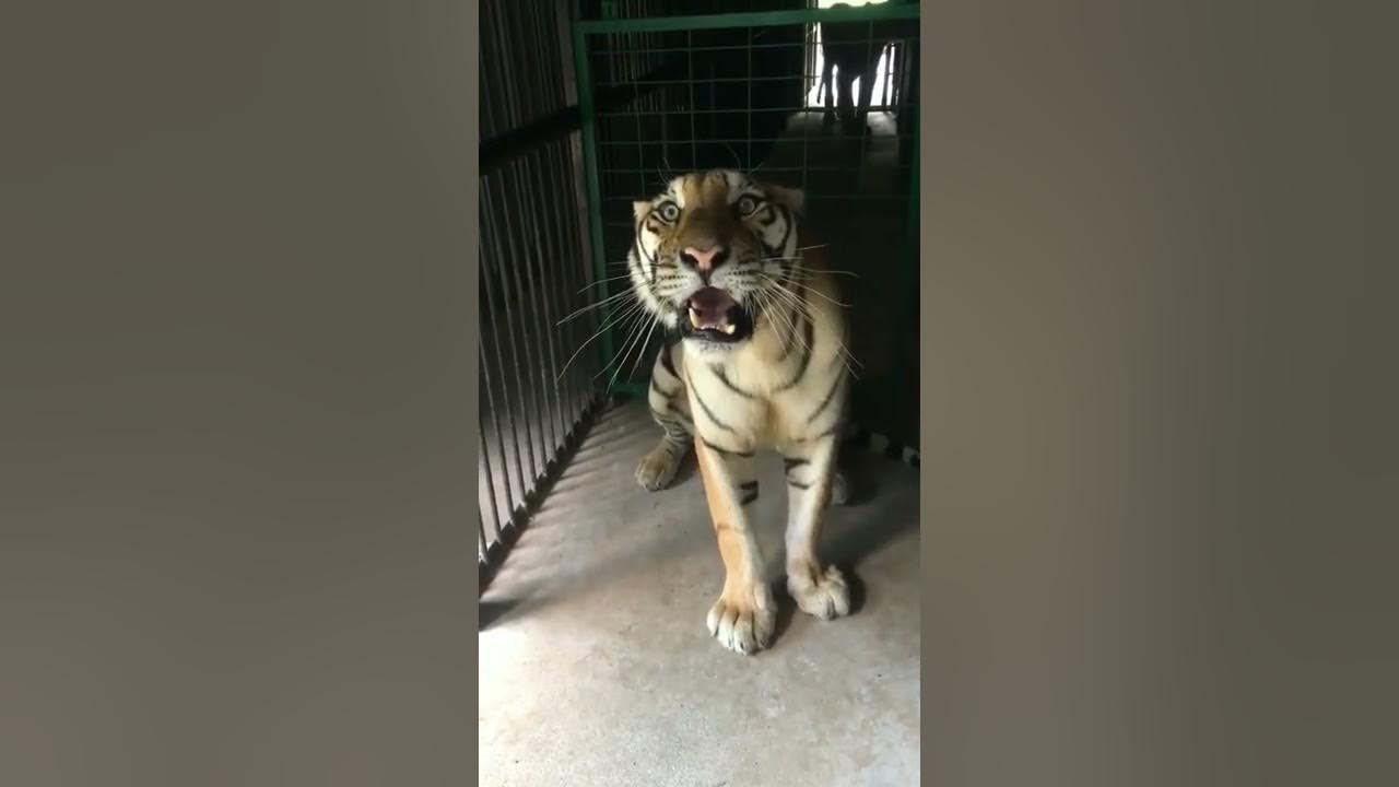 Tiger roar l Roar of Tiger l Tiger l Roar l Growl