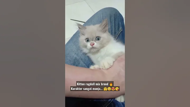 Watch the video about Kucing ragdoll mix breed sangat manja