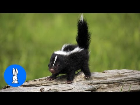 baby-skunks-trying-to-spray---funniest-compilation