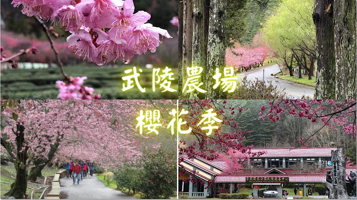 武陵农场.樱花季.晴雨两相宜【2021春.Taiwan旅游趣】 - 天天要闻