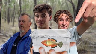 Collecting Aquarium Fish From Outback Australia!