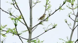 Sedge Warbler   RSPB Snettisham