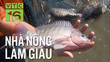 Bệnh xuất huyết: "Án tử" cho cá rô phi I VTC16