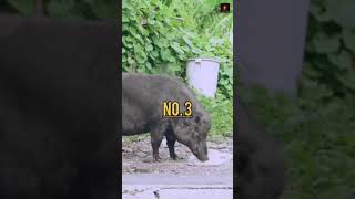Top 5 fact about animals, birds and insect | जानिए ये अजीब fact | #shorts