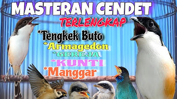 MASTERAN CENDET JUARA TERLENGKAP 2025🔴Tengkek Buto Gereja Armageddon Kunti manggar