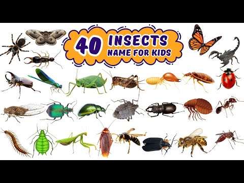 Learn 40 Insect Names in English ‒ Fun Bugs & Creepy Crawlies for Kids ...