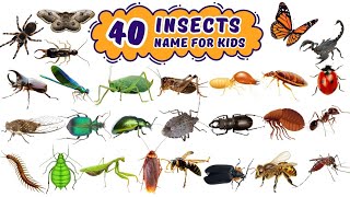 Learn 40 Insect Names in English Fun Bugs Creepy Crawlies for Kids