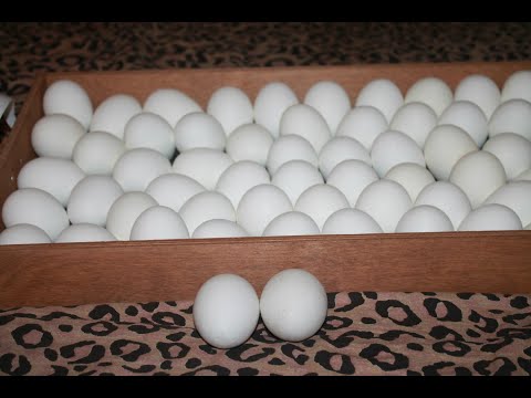 Видео: Как да изберем правилните пилешки яйца в магазина