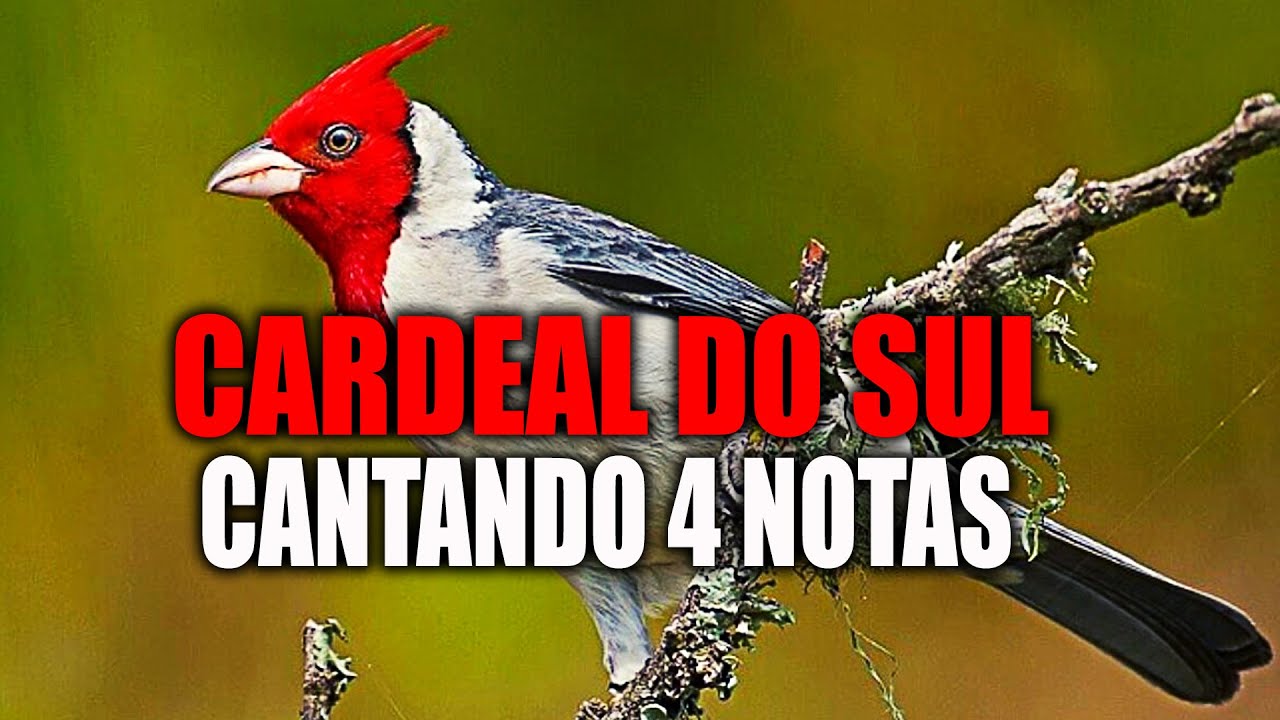 Cardeal do Sul Cantando 4 Notas: Excelente para o Encarte do seu Cardeal