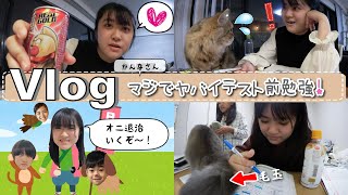 ★Vlog★かんなさん、ネコにじゃまされるテスト前勉強の１日ｗ