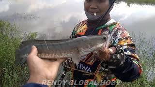 Mancing ikan gabus di sini gak ada habis nya spot idaman casting gabus