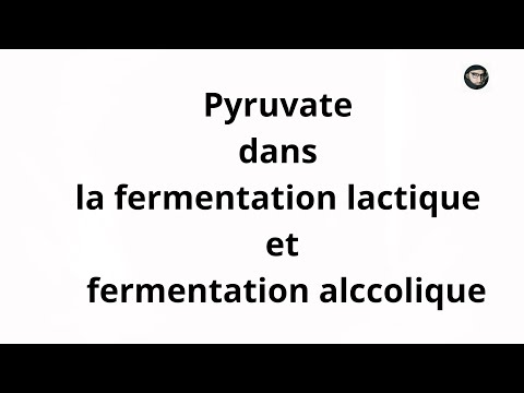 Biochimie - Fermentation alcoolique et lactique du pyruvate en anaérobie