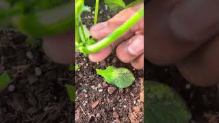 How To Prune Butternut Squash Plant For Beginners And Pro Resimi
