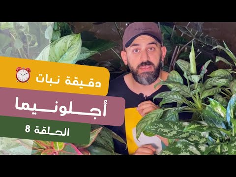 دقيقة نبات ٨ طرق العناية بنبات الأجلونيما    