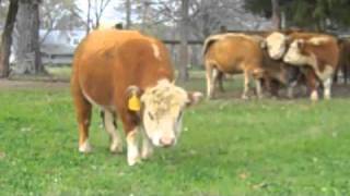 Pasture raised and clover finished beef.m4v