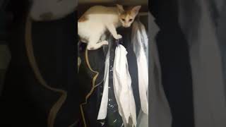 kitten in mens wardrobe #shorts