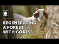 How goats are regenerating a forest and protecting this town from bushfire