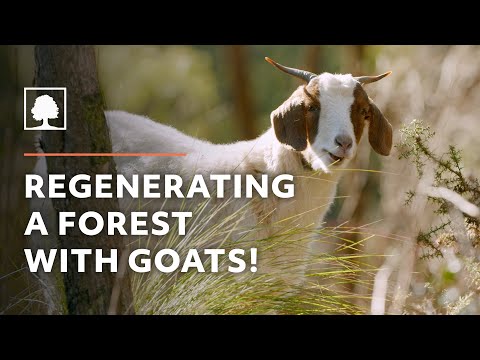 How Goats are Regenerating a Forest and Protecting this Town from Bushfire