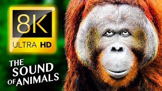 Настоящие Звуки Красивых Животных 8K Hdr Видео Ultra Hd