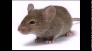 Kemirgen Hayvan Sesleri- Fare Sesi -Sincap Kanguru Sesi