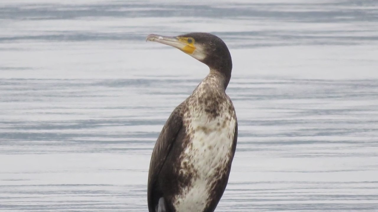 Uccelli acquatici sul lago Maggiore.Porciglione,Folaga,Garzetta,Smerghi,Beccaccini, e tanti altri.