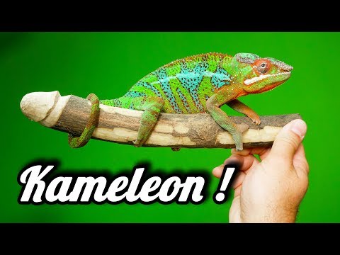 Wideo: Kameleon Jako Zwierzak