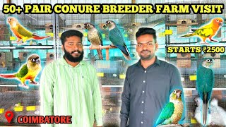 50 pairs small conure farm | Starts from Rs.2500 | Blue series conure | Small conure breeding