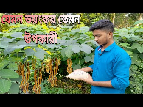 Qarz pornosi uchun behuda