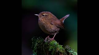 Pacific Wren Call - Sound Clip