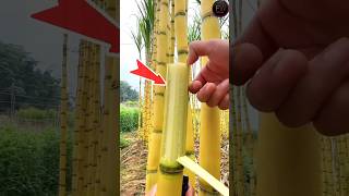 Chinese Sugarcane Is Built Different Unbelievable Farming In China