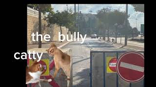 Gift For Meme Cat