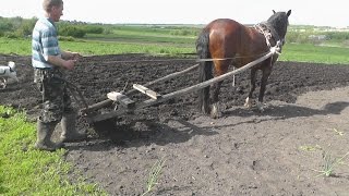 Посадка картофеля/ planting potato