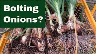 Bolting Onions?  How we handle them!
