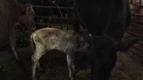 Baby watch 10... Pippa is a new mom!