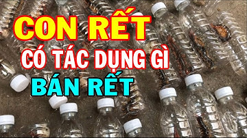 Con rết có tác dụng gì - Con rết ngâm rượu có tác dụng gì - Cách sử dụng con rết