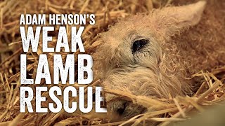 How we saved this lamb... ft. Adam Henson