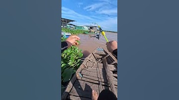 câu tôm càng xanh dính trời dính rồi