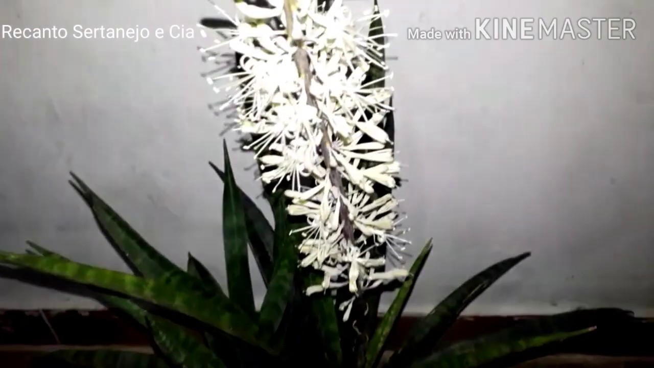 Espada de São YouTube