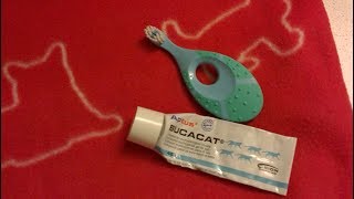 Brushing cat's teeth, Cat tricks by Candela 46 views 5 years ago 6 minutes, 10 seconds