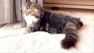 Our cute kitten got better with the medicine from the hospital. Elle video No.37