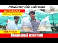 வண்ண மீன் பண்ணை | Colour Fish Wholesale Kolathur | Koi Carp Fish Farm | Oor Naattan