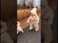 犬にお散歩をされる赤ちゃん #柴犬 #赤ちゃん #baby #cute #犬 #dog
