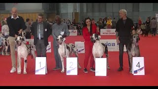 Great Dane in European dog show Paris 2022