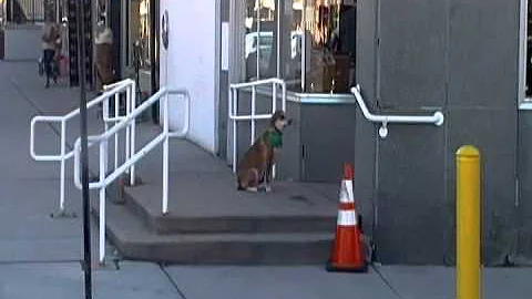 Shawn Hines' Best Buddy Dog Training brings Life c...