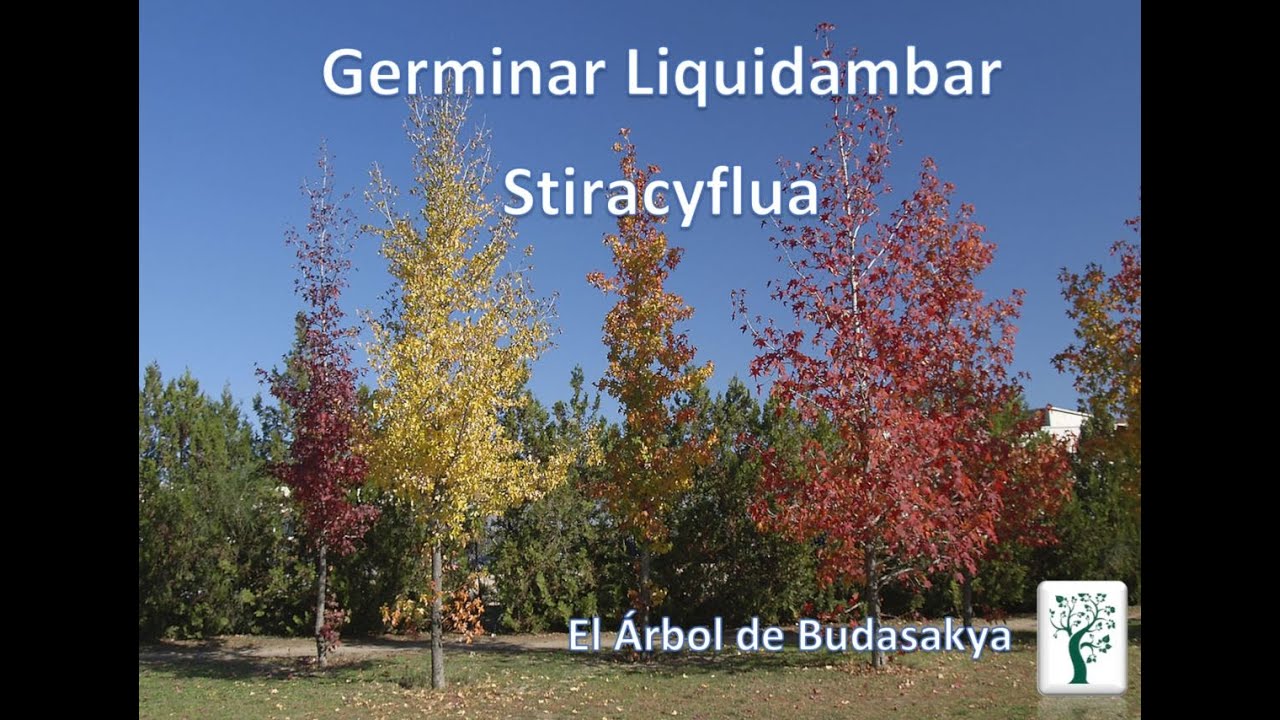 Germinar Liquidambar Stiracyflua