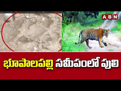 భూపాలపల్లి సమీపం లో పులి సంచారం || Tiger roaming near Bhupalapalli || ABN Telugu - ABNTELUGUTV